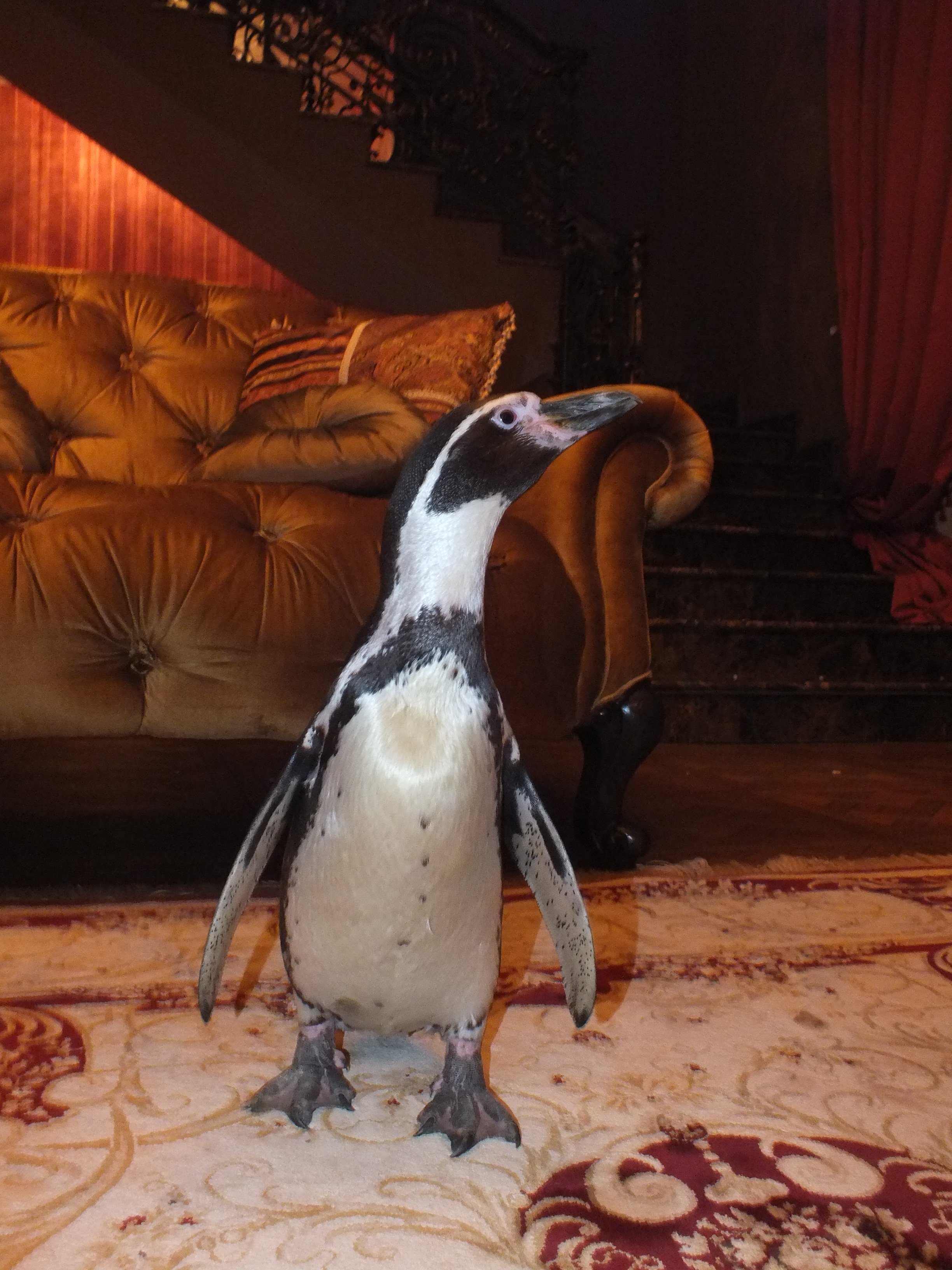 Пингвины на праздник