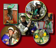 Дрессированные обезьянки