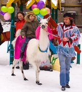 Дрессированная лама на встречу гостей