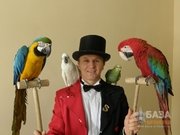Цирковые номера с попугаями