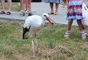 Аист на выписку из роддома.